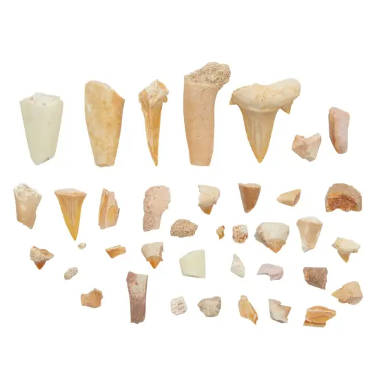 Dinosaur Bone Replica Dig Site Kit with Educational Cards for Kids (15 Species) Brown {5}