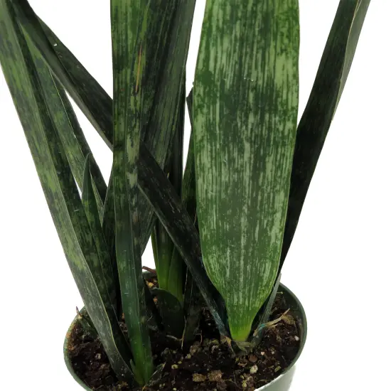 Snakeskin Snake Plant - Sansevieria - 6" Pot {5}
