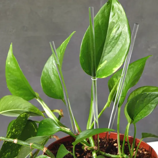 12 Pack Plastic Dowel Rods for DIY Projects, Clear Acrylic Sticks for Party Decorations (0.25x12") {2}