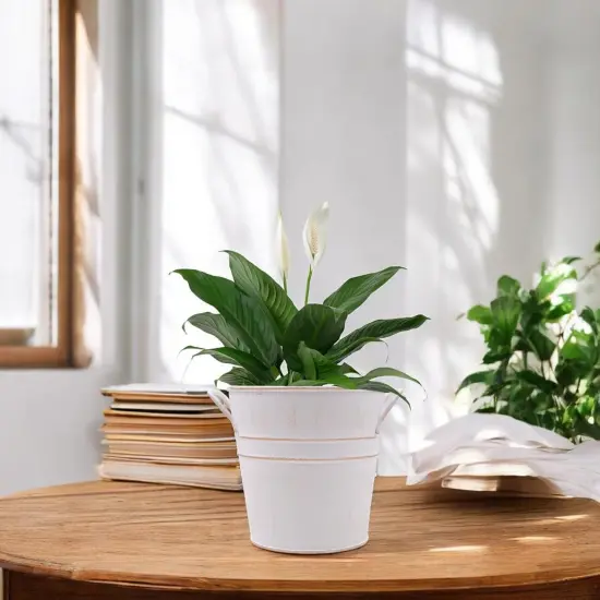 Set of 3 White Metal Bucket {4}
