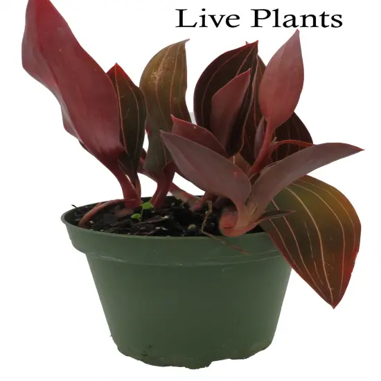 Red Jewel Orchid Plant - Ludisia discolor - RARE -4" Pot-Spectacular Foliage/Flowers {2}
