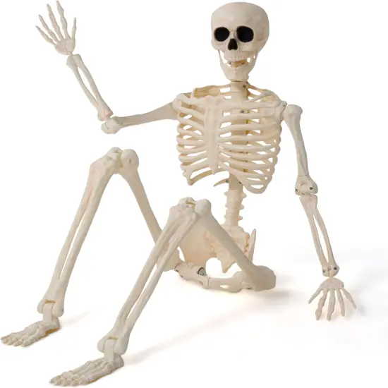 3FT Full Body Movable Joints Plastic Skeletons {1}