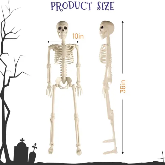 Life Size 3 ft Human Skeleton Full Body Posable Joints {2}