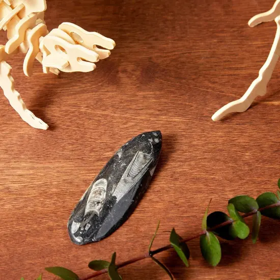 Orthoceras Bone Replica for Kids, Teaching Supplies Decoration (4.7 In) Multicolor {3}