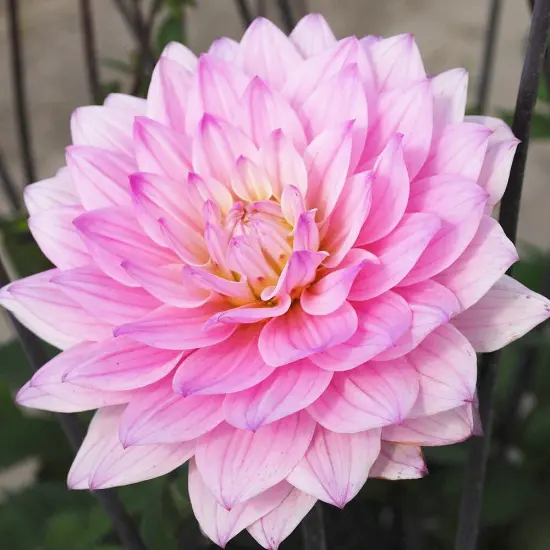 Karma Prospero&reg; DecorativeDahlia - 1 Bulb Clump {1}