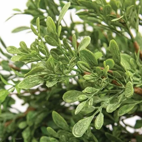 19" High Heritage Dark Green Boxwood Bush with Flexible Brown Stem {4}