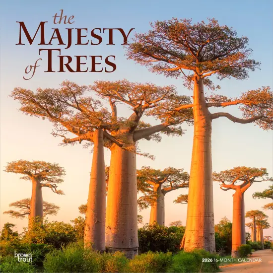 The Majesty of Trees | 2026 12 x 24 Inch (Hanging) Monthly Square Wall Calendar | Plastic-Free {1}
