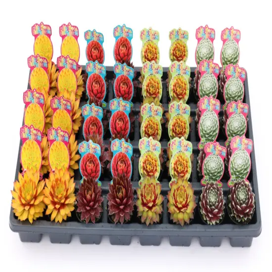 Chick Charmlettes&reg; Darlin' Dottie' - Sempervivum - 2" Pot {5}