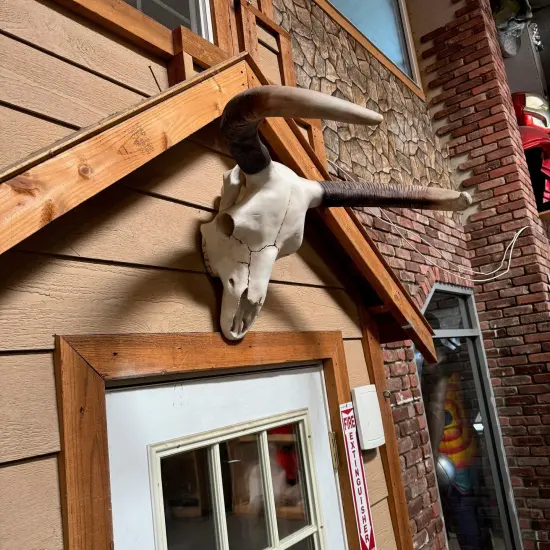 Small Bull Skull Life Size Statue {5}