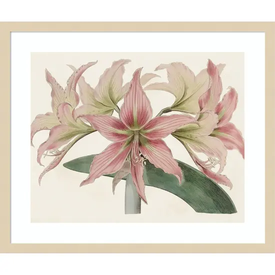 Amaryllis Varietals I by Bette Ridgeway Wood Framed Wall Art Print {1}