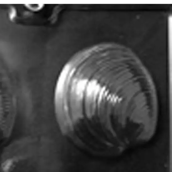 Large Shells Chocolate Mold for Elegant or Beach Party Treats {5}