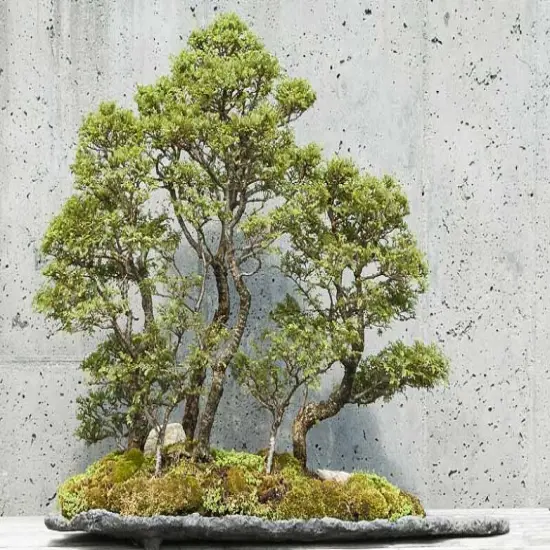 Seiju Dwarf Chinese Elm - Ulmus parvifolia - 2.5" Pot - Fairy Garden/Bonsai {7}