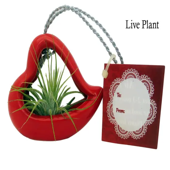 Hanging Red Heart Valentine Ceramic Pot with Live Air Plant - Tillandsia {2}