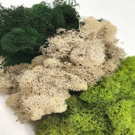 MOSS - Preserved Reindeer MOSS - Dark Green Natural Spring MIX {4}