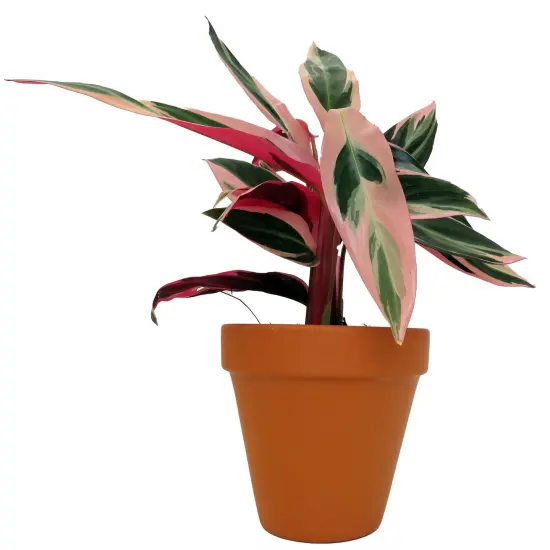 Tricolor Prayer Plant - Stromanthe triostar -4" Clay Pot - Live Plant {1}