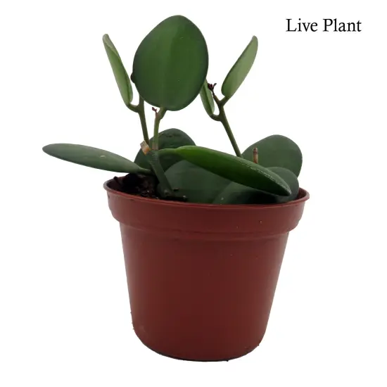 String of Coins - Xerosicyos Danguyi - 2.5" Pot {2}