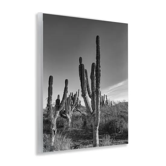 Stupell Industries Cactus Field & Vast Sky Wall Plaque, design by Norm Stelfox {3}