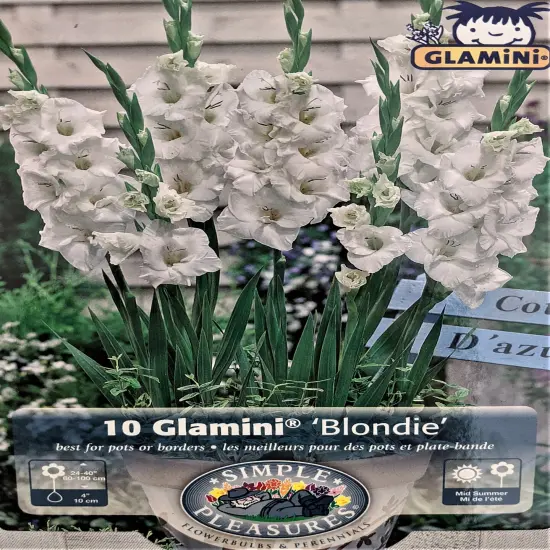 Blondie Glamini&reg; Gladiolus 10 Bulbs - NEW! - Petite - 10/12 cm {1}