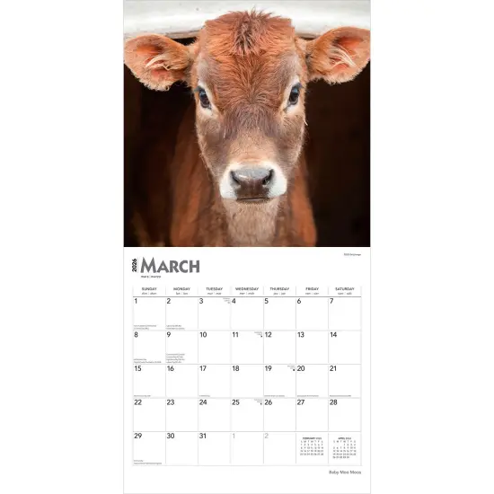 Baby Moo Moos | 2026 12 x 24 Inch (Hanging) Monthly Square Wall Calendar | Plastic-Free {3}