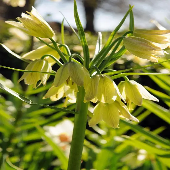 Cream Colored Imperial Lily 1 Bulb - Fritillaria Raddeana - 16/+cm Bulb {3}