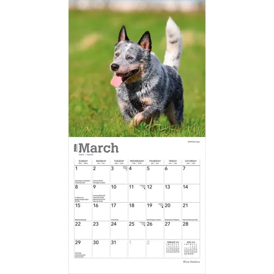 Blue Heelers | 2026 7 x 14 Inch (Hanging) Monthly Mini Wall Calendar {3}