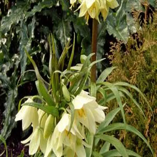 Cream Colored Imperial Lily 1 Bulb - Fritillaria Raddeana - 16/+cm Bulb {5}