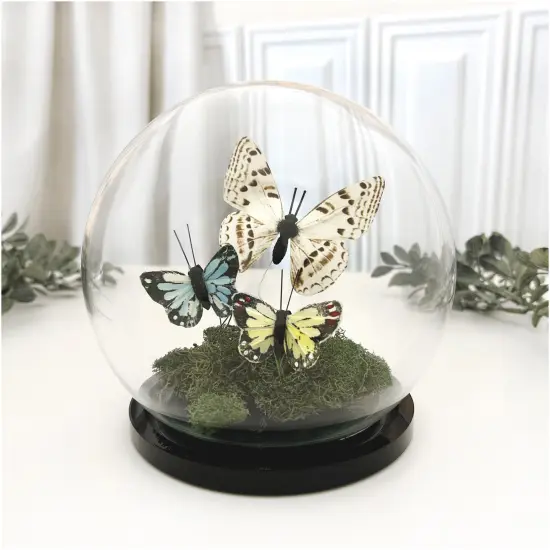 Plymor 5" x 6" Glass Display Dome Globe Cloche (Black Acrylic Base) {3}