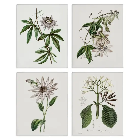 Stupell Industries Various Vintage Botanicals 4pc Canvas Set Design by CAD Design {1}