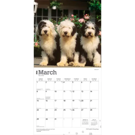Old English Sheepdogs | 2026 12 x 24 Inch (Hanging) Monthly Square Wall Calendar | Plastic-Free {3}