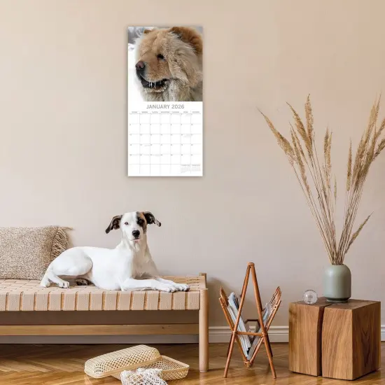 The Gifted Stationary 2026 Square Wall Calendar, Chow Chow, 16-Month Animals Theme Hanging Calendar with 180 Reminder Stickers, Month Planner for Home, or Creative Spaces, 12x12 In Multicolor {2}
