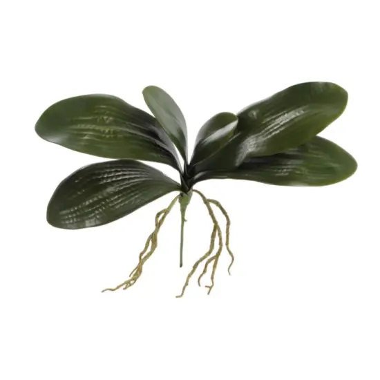 16" Phalaenopsis Leaf Cluster- 4 fPACK {1}