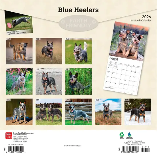 Blue Heelers | 2026 12 x 24 Inch (Hanging) Monthly Square Wall Calendar | Plastic-Free {2}