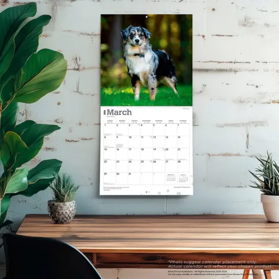 Australian Shepherds | 2026 12 x 24 Inch (Hanging) Monthly Square Wall Calendar | Plastic-Free {5}