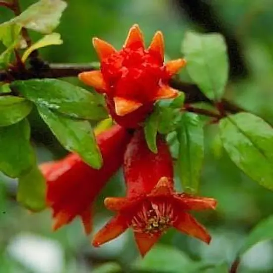 Dwarf Pomegranate Plant- Punica - Bonsai/Houseplant/Outdoors - Edible - 2.5" Pot {6}