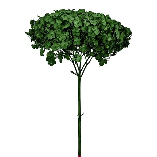 Single Anna Hydrangea Green {1}