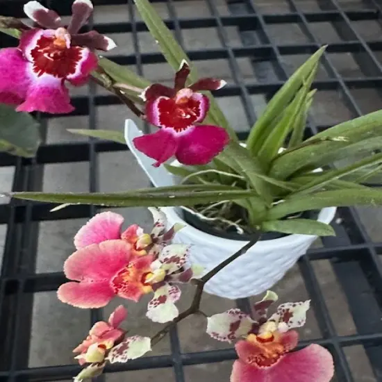 Tiny Dancer- Tolumnia- Miniature Orchid Plant without Flower Spike - 2" Pot - Beautiful House Plant {4}