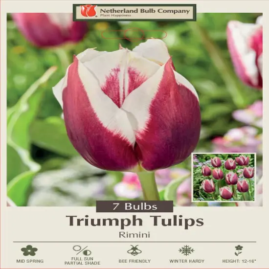 Moulin Rouge Triumph Tulip 7 Bulbs - 12/+ cm Bulbs - New {1}