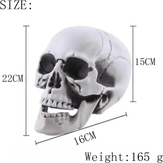 Life Size Skeleton Skull Model Human Skull Replica Model {3}