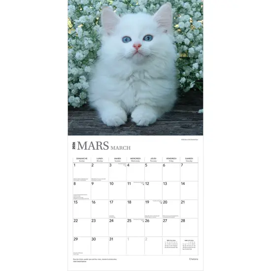 Chatons | 2026 12 x 24 Inch (Hanging) Monthly Square Wall Calendar | French Language {3}