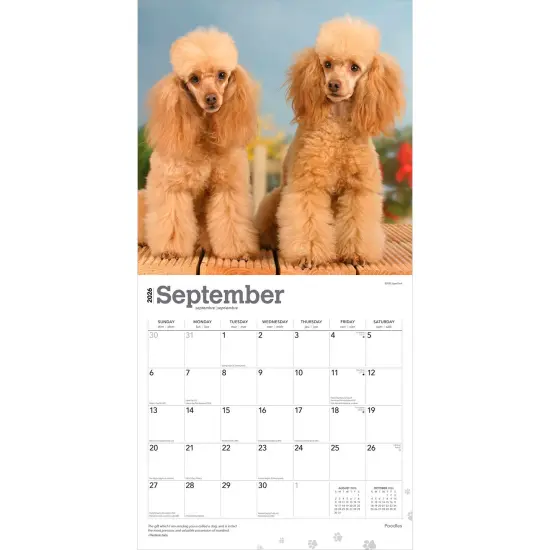 Poodles | 2026 12 x 24 Inch (Hanging) Monthly Square Wall Calendar | Plastic-Free {4}