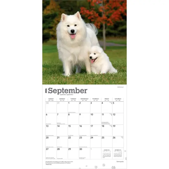 Samoyeds | 2026 12 x 24 Inch (Hanging) Monthly Square Wall Calendar | Plastic-Free {4}
