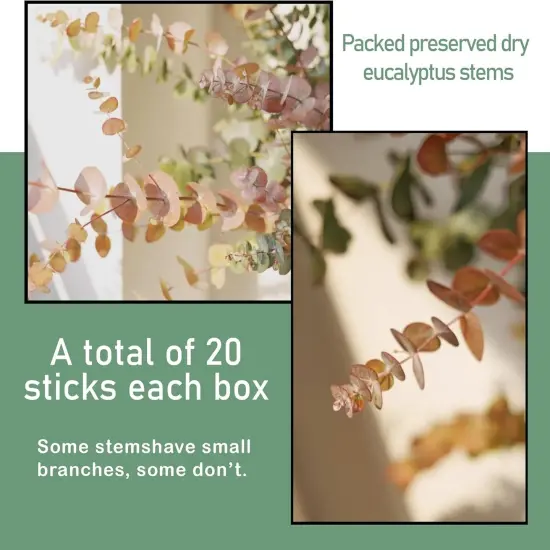 20Pcs 17" Dried Eucalyptus Stems - Orange {3}