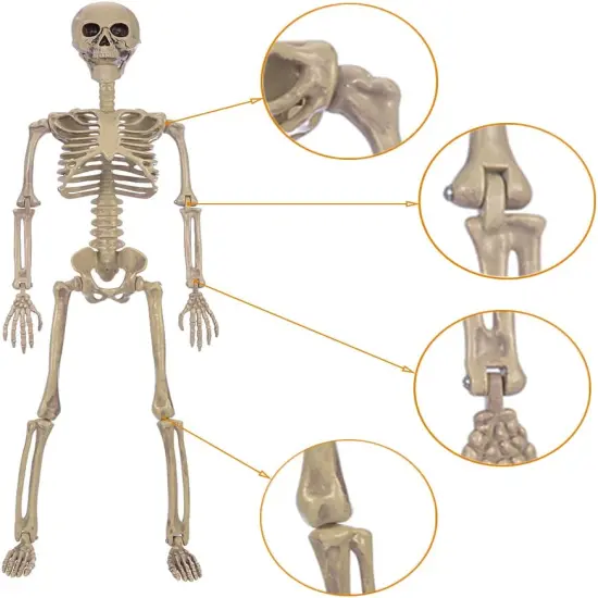 2 Pack 40 Inches Halloween Skeleton Decoration {3}