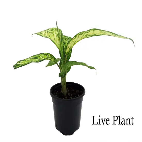 Starbright Dieffenbachia Plant-4" Pot {2}