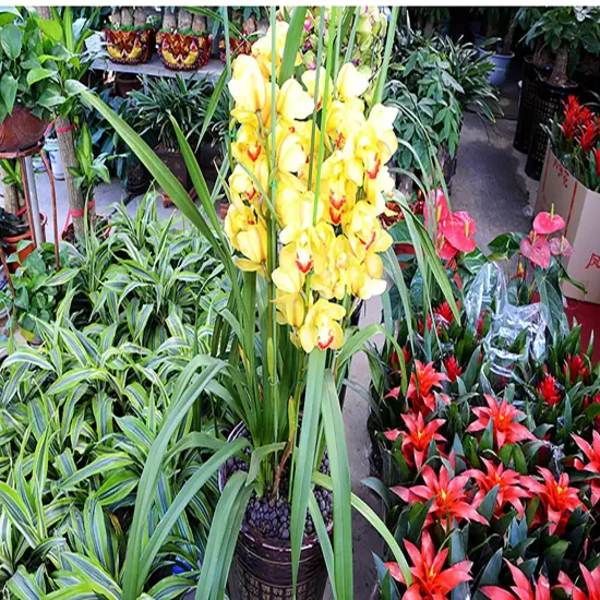 18 Gauge Green Floral Stem Wire for Artificial Flower Making 16 inch,50/Package {1}