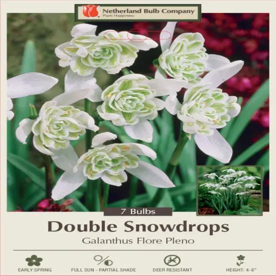 Double Flowering Snowdrops - 7 Bulbs - Galanthus Flore Pleno - 5/6 cm Bulbs {1}