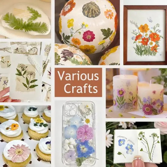 12 Packs Real Dried Flowers for Crafts {5}