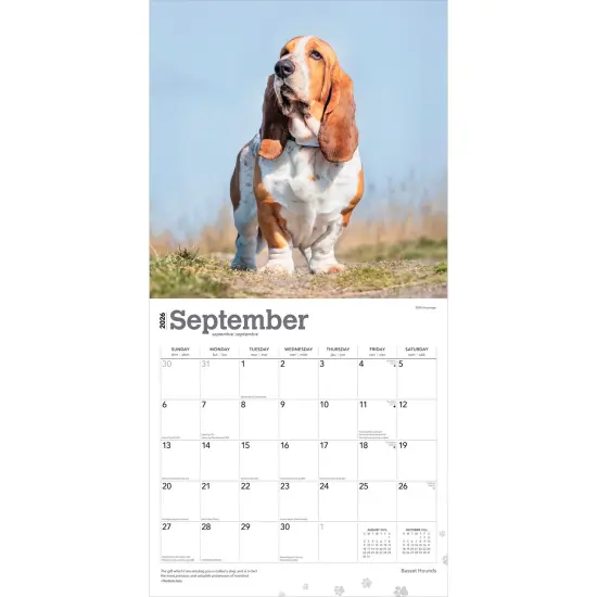 Basset Hounds | 2026 12 x 24 Inch (Hanging) Monthly Square Wall Calendar | Plastic-Free {4}