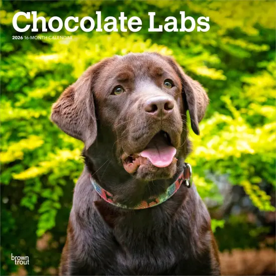 Chocolate Labrador Retrievers | 2026 12 x 24 Inch (Hanging) Monthly Square Wall Calendar | Plastic-Free {1}