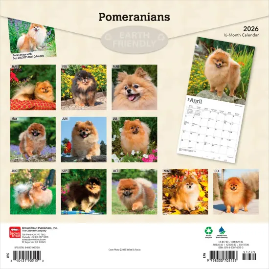 Pomeranians | 2026 12 x 24 Inch (Hanging) Monthly Square Wall Calendar | Plastic-Free {2}